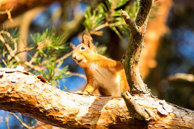 Squirrel on tree trunk