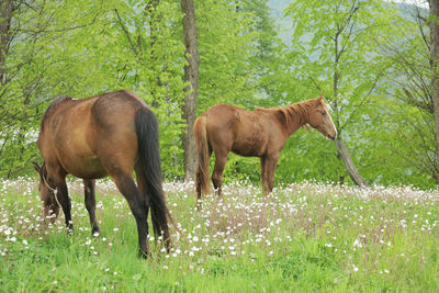 Horses standing in the forest