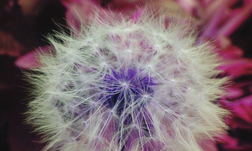 Close-up of dandelion flower