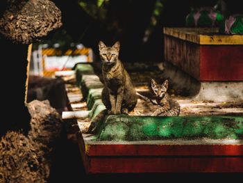 Portrait of a cat and kitten sitting