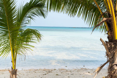 Palm trees on beach against sky