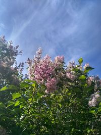 Low angle view of flowers on tree
