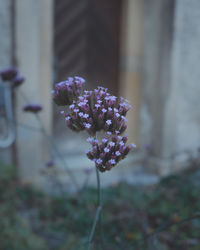 Close-up of purple flowering plant