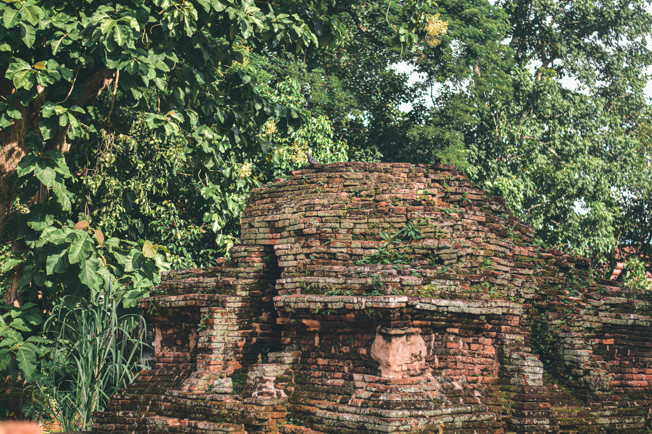 plant, tree, architecture, built structure, growth, nature, day, no people, archaeological site, green, history, building exterior, outdoors, the past, building, jungle, old, ancient, ruins, temple - building, low angle view, old ruin, religion, plant part