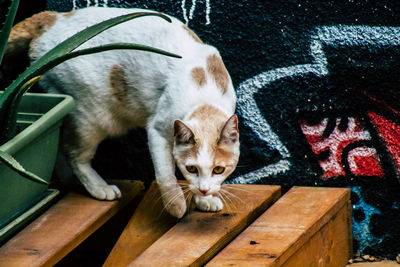 High angle portrait of cat relaxing outdoors