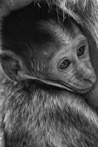 Close-up portrait of a monkey