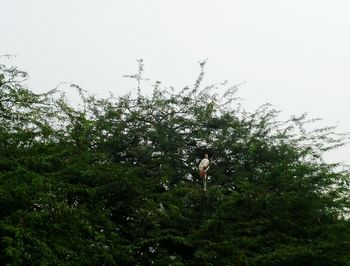 Low angle view of flowering plants against clear sky