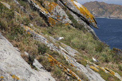 High angle view of crab on rock by sea