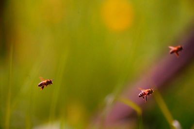 Close-up of bee flying