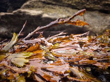 Close-up of dry leaves on land