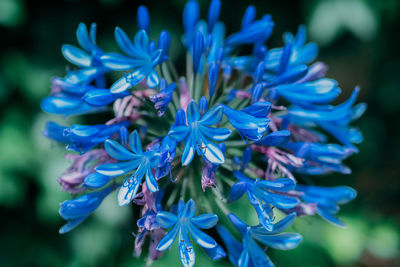 Close-up of blue flowering plant
