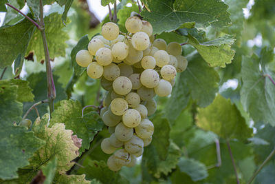 Close-up of grapes growing in vineyard