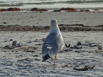 Seagull perching on a beach