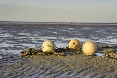 Close-up of animal on beach