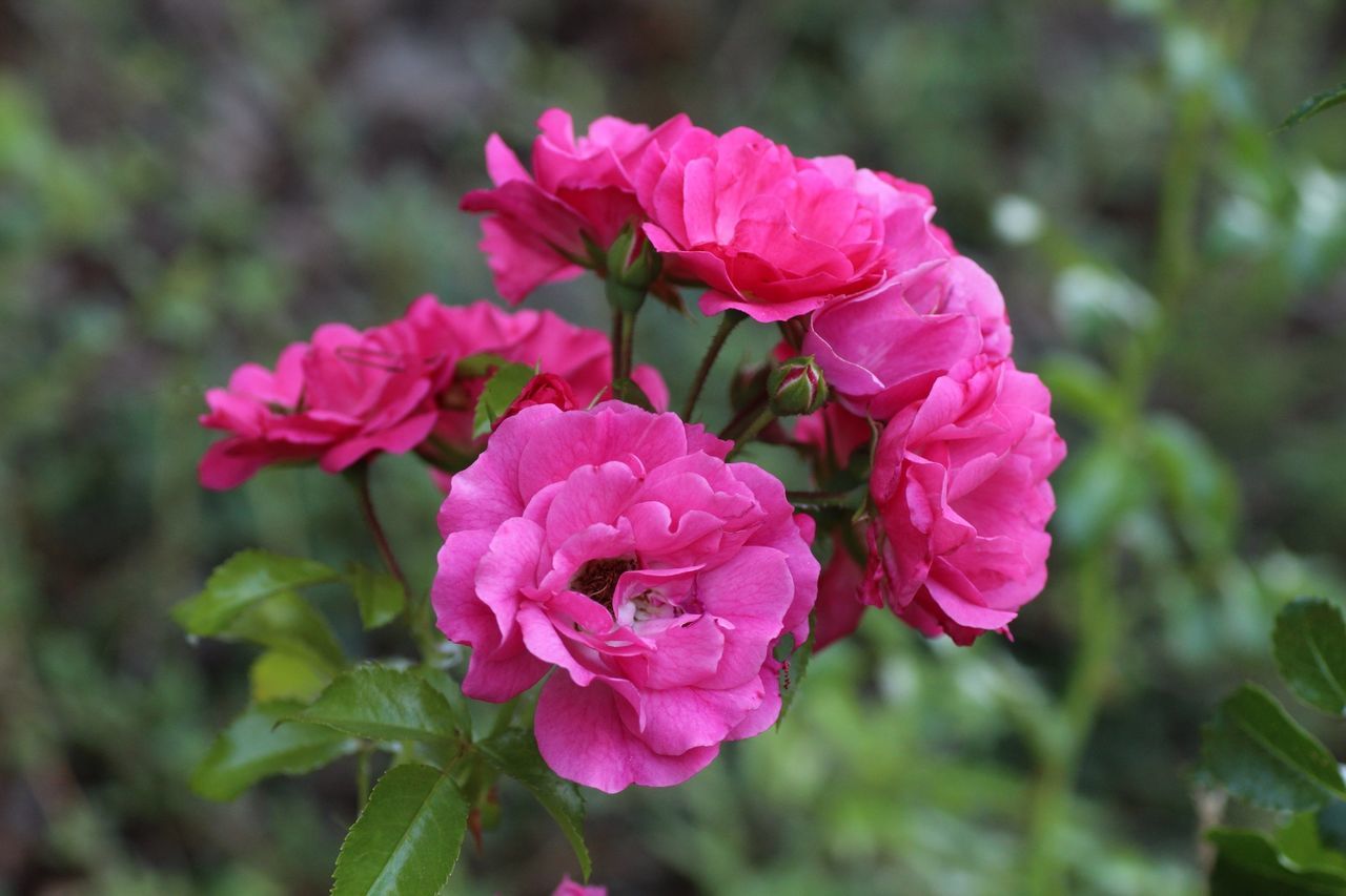 flower, petal, freshness, fragility, pink color, flower head, growth, beauty in nature, focus on foreground, close-up, rose - flower, blooming, nature, plant, in bloom, park - man made space, day, outdoors, pink, leaf