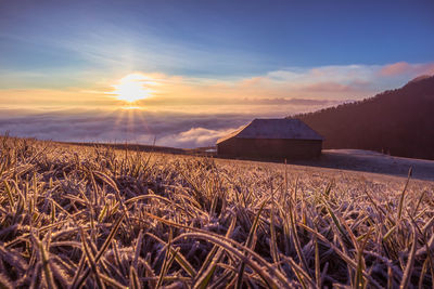 Scenic view of agricultural field against sky during sunset