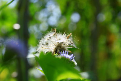 Close-up of dandelion flower