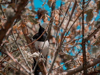 Close-up of bird perching on branch
