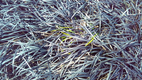 Full frame shot of plants