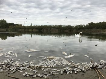 Swans swimming in lake against sky
