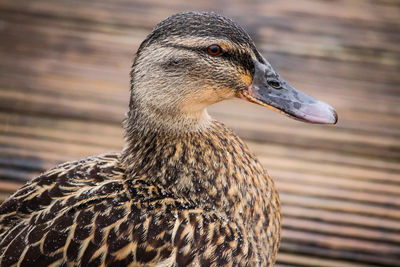 Close-up of a bird