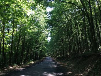 Dirt road passing through forest