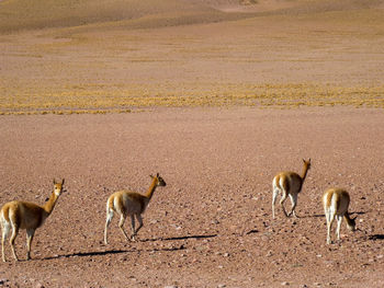 Four guanacos / llamas in desert landscape