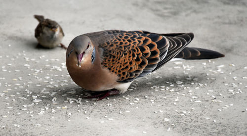 High angle view of duck