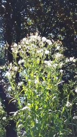 Low angle view of plants growing on tree