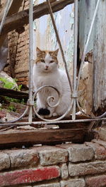Portrait of cat sitting outdoors