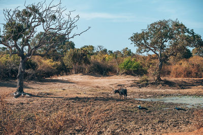 Horses on field