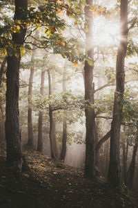 Sunlight streaming through trees in forest