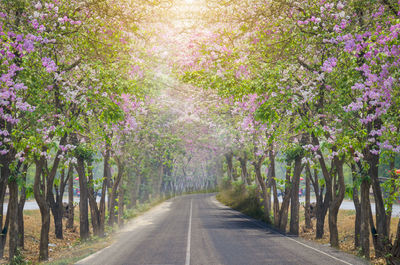 Scenic view of flowering trees by road