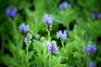 Close-up of purple flowering plant