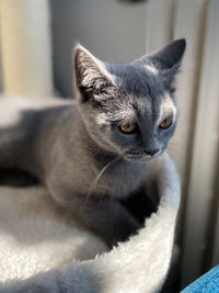 Close-up of cat looking away