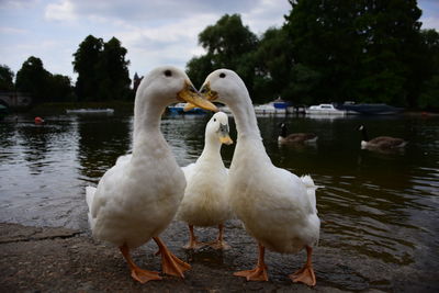 Swans in lake