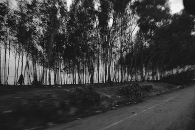Road amidst trees against sky