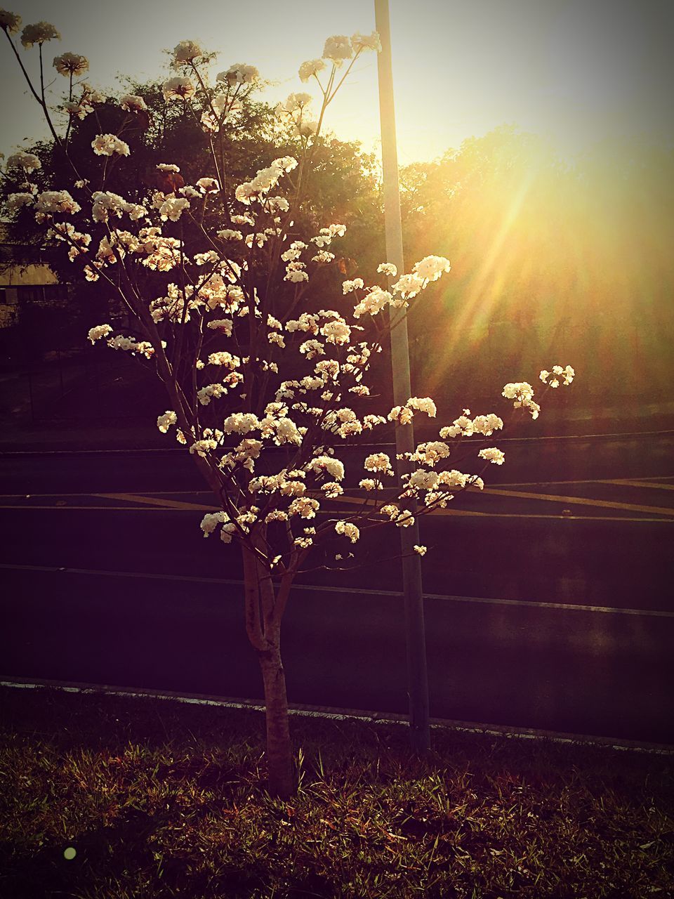 SUN SHINING THROUGH TREES