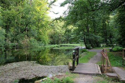 Scenic view of lake amidst trees in forest