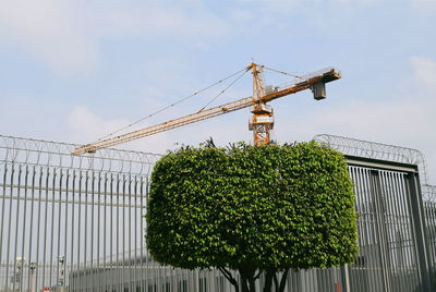 Low angle view of tree against sky