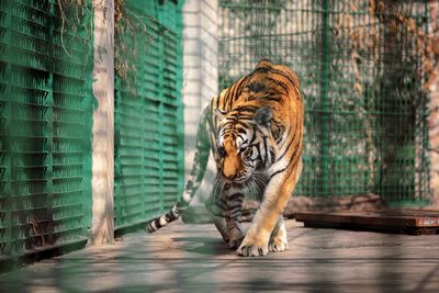 Full length of a cat walking in zoo