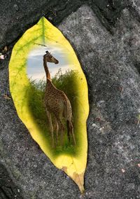 High angle view of bird on tree trunk