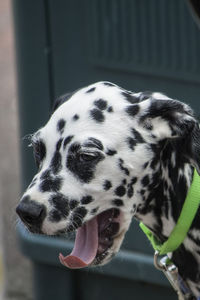 Close-up of a dog