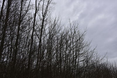 Low angle view of silhouette bare trees against sky