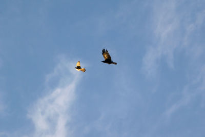 Low angle view of eagle flying in sky