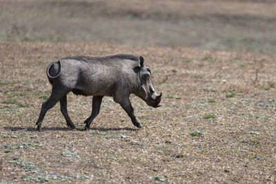 Warthog on field