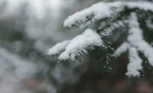 Snowy fir branches