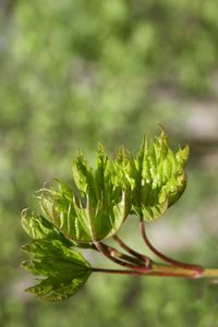 Close-up of fresh green plant