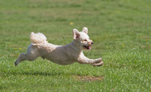 Dog running on field