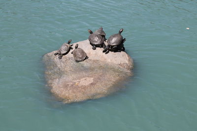 High angle view of turtles on rock